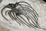 Rare, Spiny Heliopeltis Trilobite - Issoumour, Morocco #166122-5